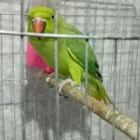 طوطی ملنگو ماده بافت عروس هلندی|پرنده|بافت, |دیوار