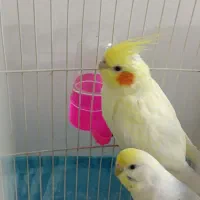 عروس هلندی|پرنده|تربت جام, والفجر|دیوار