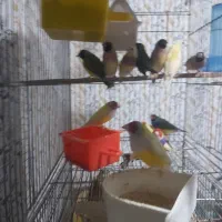 فنج گلدین همه بالغ|پرنده|فومن, |دیوار