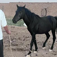 اسب نژاد کرد|اسب و تجهیزات اسب‌سواری|تهران, توحید|دیوار
