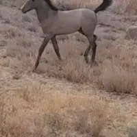 مادیان باکره