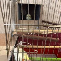 عروس هلندی مولد