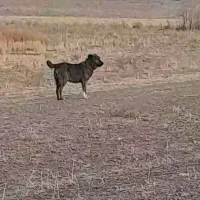 ماده گله ای نگهبان