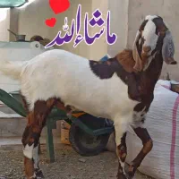 نر بز|حیوانات مزرعه|بمپور, |دیوار