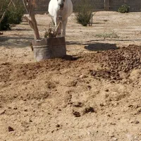 فروش 36 مادیان53 سفید996توافقی 0917‌|اسب و تجهیزات اسب‌سواری|سیدان, |دیوار