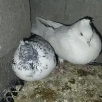 5تا کفتر خیلی خوب