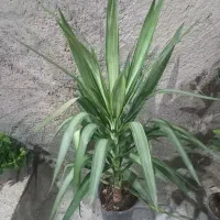 فروش خانگی گل طبیعی|گل و گیاه طبیعی|سربیشه, |دیوار