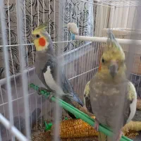 عروس هلندی|پرنده|طرقبه, |دیوار