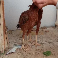 جوجه لاری|حیوانات مزرعه|ایلام, |دیوار