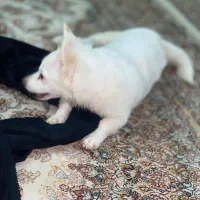 اشپیتز فوری|سگ|بهارستان, |دیوار