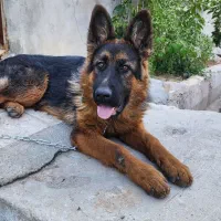 فروش سگ ژرمن شپرد