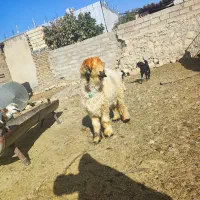 قوچ بختیاری درجه یک خاص پسند|حیوانات مزرعه|شیراز, معالی‌آباد|دیوار