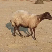 گوسفندچاق|حیوانات مزرعه|گمیشان, |دیوار