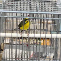 سهره یاسمین نر و ماده تازه جفت