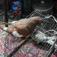 کبوتر سرخ و قورگی