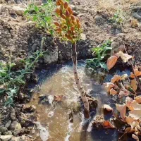 ثروتمند میشی اگه صنوبر نگرا ترکیه بکاری