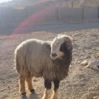 قوچ داشتی|حیوانات مزرعه|ارژن, |دیوار