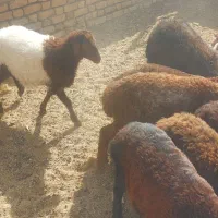 بره سبک وزن آماده پروار|حیوانات مزرعه|قاسم‌آباد (خواف), |دیوار