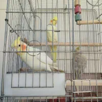 عروس هلندی