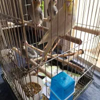 ۴تاعروس هلندی