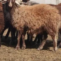 بره شیشک میش گوسفند  کشتاری