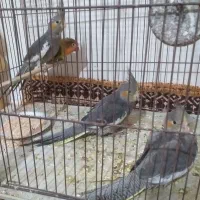 عروس هلندی|پرنده|مشهد, کشف|دیوار