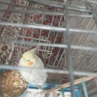 عروس هلندی ماده