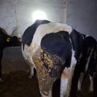 گاونر