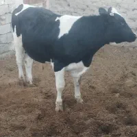 گاو نر چاق|حیوانات مزرعه|سرداران, |دیوار