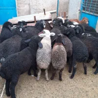 بره بره|حیوانات مزرعه|جوادآباد, |دیوار