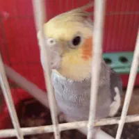 زیبای هلندی عروس هلندی سخنگو|پرنده|سراب, |دیوار