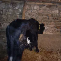 گوساله نر ۶ماهه اصل جنس دار