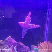 ستاره شن الک کن ارتشی