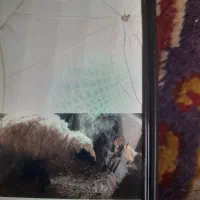 بره بز چپش|حیوانات مزرعه|فرخ‌شهر, |دیوار