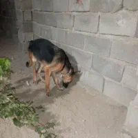 ژرمن6ماهه|سگ|رباطکریم, الارد|دیوار