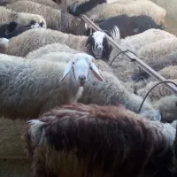 فروش گوسفند زنده کهره وبره|حیوانات مزرعه|شیراز, نصرآباد|دیوار