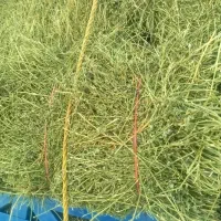 یونجه|خدمات باغبانی و درختکاری|سرخس, |دیوار