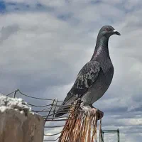 کبوتر