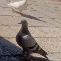 کبوتر|پرنده|جزنیک, |دیوار