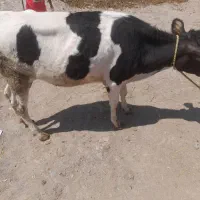 گوساله ماده