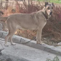 ماده سرابی دکور