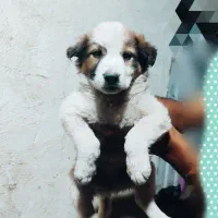 توله قدریجونی