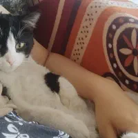 گربه گمشده حوالی شریعتی 14|حیوانات|نیشابور, شریعتی|دیوار