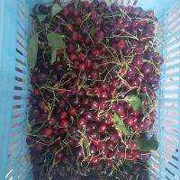 گیلاس