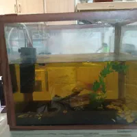 آکواریوم 60 لیتری تمیز و سالم