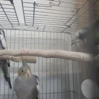 عروس هلندی|پرنده|قزوین, |دیوار