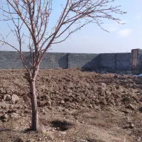 زمین-روستای-شادمیانه