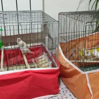 ۶ عدد فنچ  و چهار تخم همراه با دو قفس و وسایل|پرنده|کرمانشاه, |دیوار