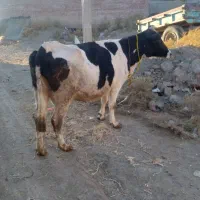 گاو جوان گوشتی شیری|حیوانات مزرعه|نظر کهریزی, |دیوار