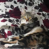 واگذاری گربه خانگی